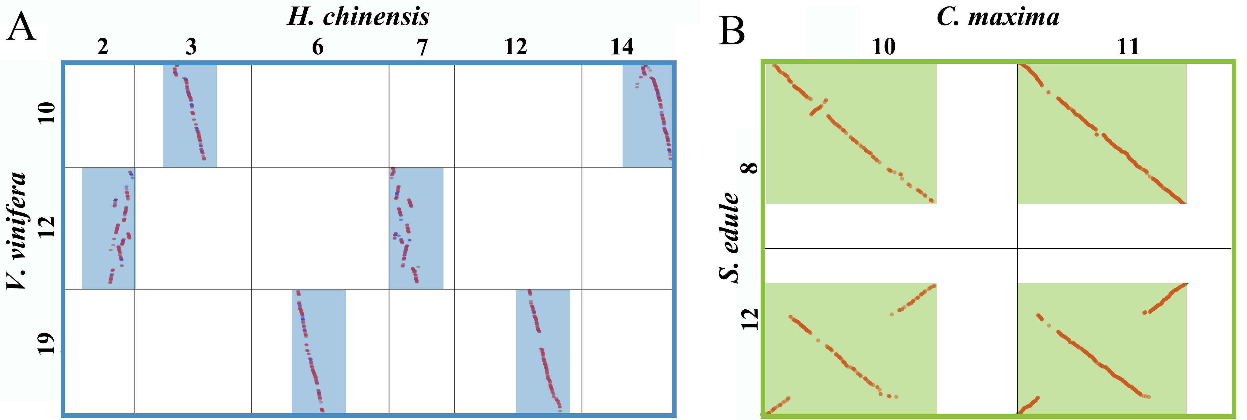 Orthogroup analysis platform