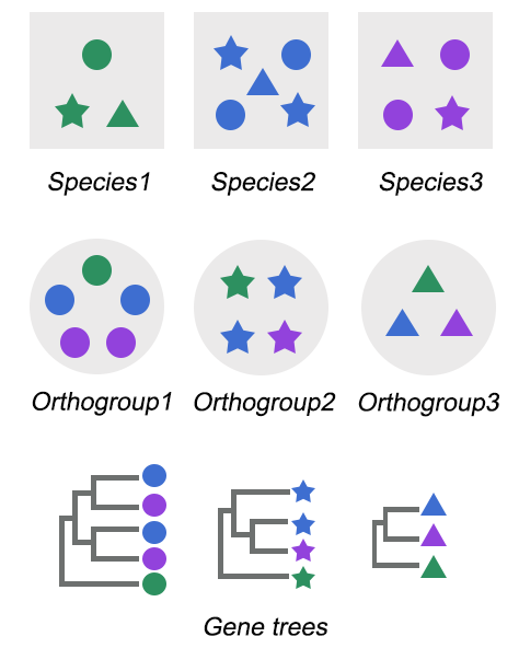 Orthogroup analysis platform